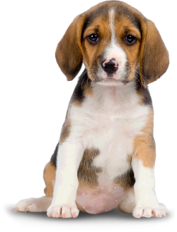 dog-png-22636